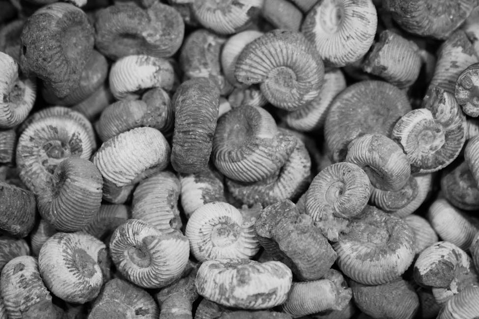 Where to Find Fossils Near Me: A State-by-State Guide